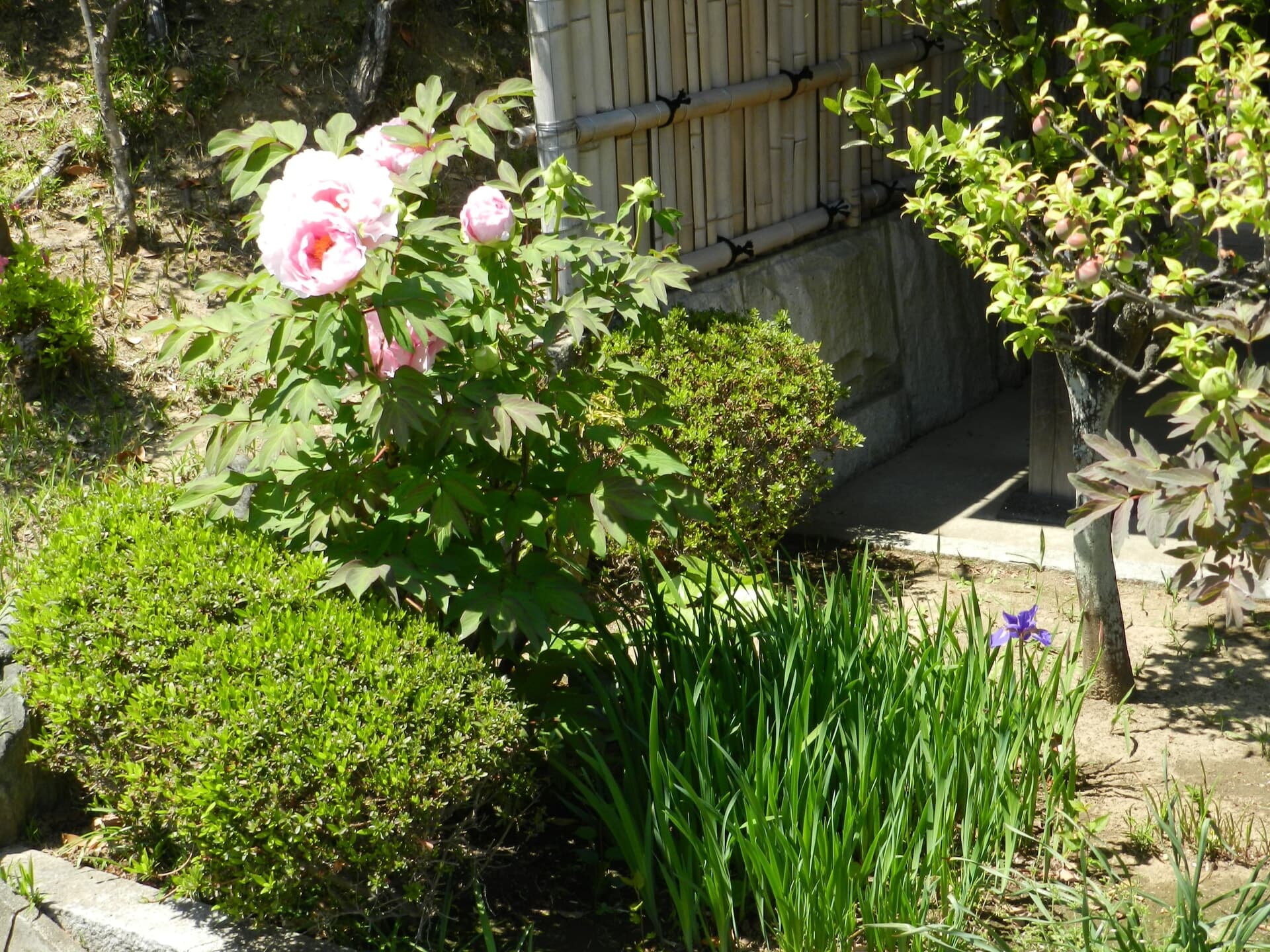 大光寺 写真11
