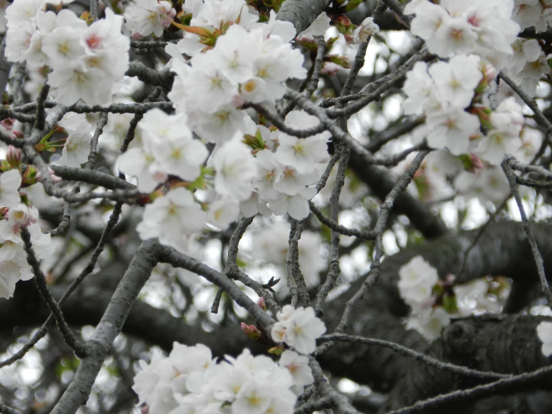 大光寺 写真5